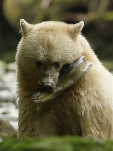 The Kermode Bear I started making music over 13 years ago when I was still a teenager. At the time I wanted to pick a name that captured what I found beautiful about the world, and I landed on this bear. The Kermode Bear lives in British Columbia, the only place Ive ever called home. It's hard to put into words how beautiful this creature is, so I thought I'd show you. Credit to the incredible @National Geographic for the stunning footage. It lined up so well with my track I just had to share. �