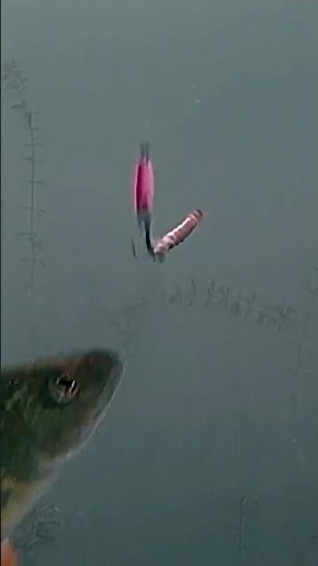 Why Your Lure Setup Matters More Than You Think