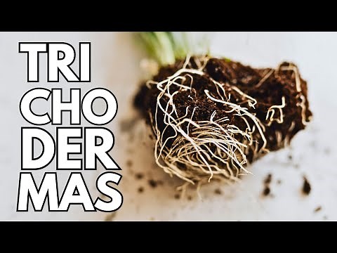 El MEJOR fungicida: TRICHODEMAS {biológico}