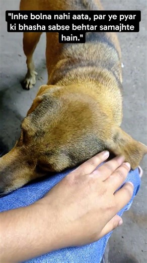 #shorts #shortvideo #shortvideo #video #reels #upsc #motivation #uppcs #dog #pets #