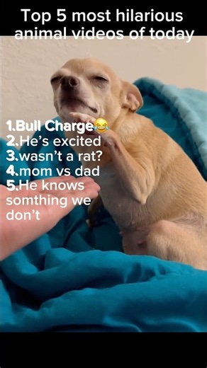 These have me cackling, funny animal videos on youtube shorts