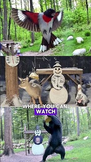 The Snowman Cam in Gaylord, MI #snowmancam #earthcam #gaylordmichigan