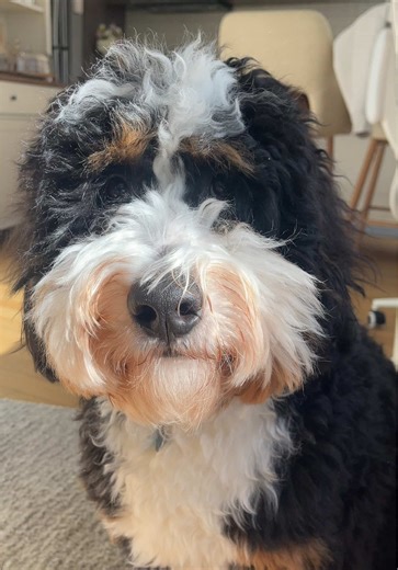 My Dog's Destructive Love for Toys