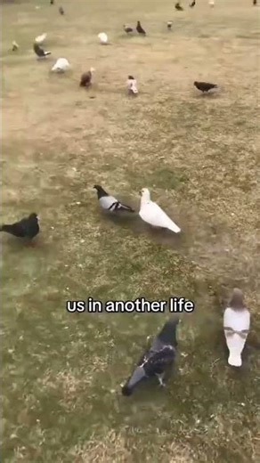 Pigeons in courtship💕🦜#pigeon #pets #animals #couple #dailyvlog #shortvideo #shrot #shorts