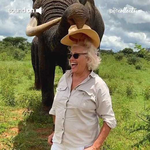 936K views · 9.1K reactions | This elephant in Zimbabwe loves interacting with humans | Try Not to Laugh | Facebook