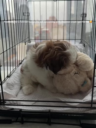 Cutest little fluff ball settling into the new creat I got for her 🥹💕 so tiny full of love! #ShihTzuh#PuppyLove#BabyPuppy#FluffyPuppy#CuteOverLoad