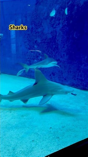Sharks encounter in Okinawa🇯🇵🦈 #shorts #japan