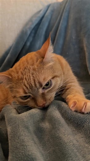 Munchkin cat fleece blankie furever 😻 | cat