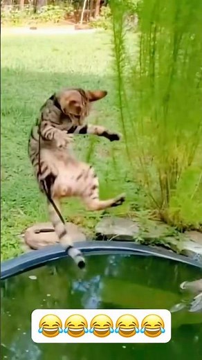 Cats Falling into Water - Hilarious and Cute Moments!