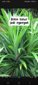 Tidur nyenyak dengan air rebusan daun pandan... #pandan #herbal #tipskesehatan #sehat #resepherbal #herballife | Herbal Life