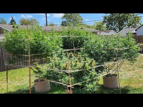 Growing Autoflowers W/Dr. Earth - Day 8 | Outdoor Week 21 | MarsHydro FC4800 EVO