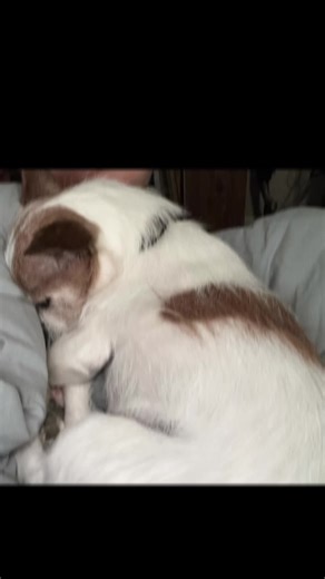 Michelle Farris Smit (@michellefarrissmi)’s videos with Snoozin - Tatum Talks