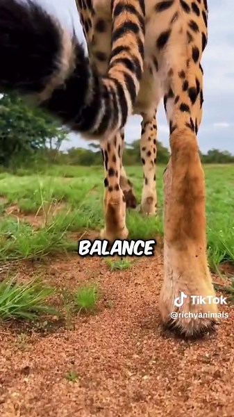 Speed Demons: The Fastest Animals in the World