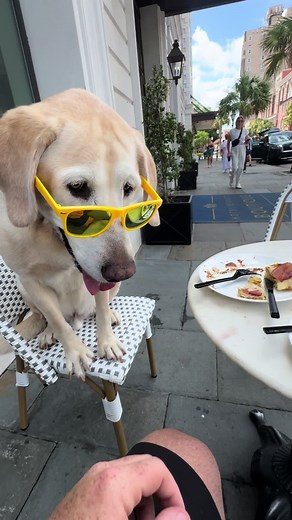 Charleston Max: Breakfast with a Good Boy