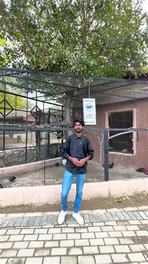 Discover the Vibrant Nicobar Pigeon at Multi Zoo B17