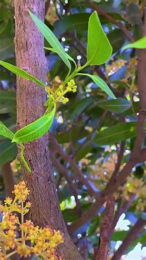 Discover the Secrets of Mango Blossom: A Guide to Sustainable Farming | #shorts #mangoblossom