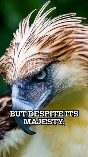 The Philippine Eagle: Rarest King of the Skies