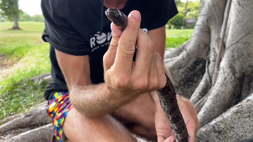 Aquarium fish trap catches mysterious snake