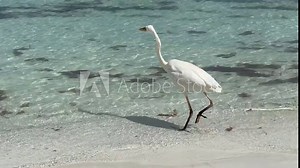Great egret (Ardea alba), a medium-sized white heron fishing on the sea beach. White heron on the hunt