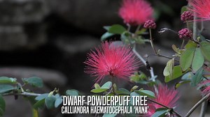 Dwarf Powderpuff Tree Prefer full to partial sun and well-drained soil & is not salt tolerance. Calliandra Haematocephala ‘Nana’ This dwarf variety reaches 3-6’ in height. Known for their mimosa like brilliant red pin cushion-like flowers. Prefer full to partial sun and well drained soil & is not salt tolerance. USDA Hardiness Zones 9-11. Fill in the Special Order Box online and get curbside pickup or home delivery! https://www.earthworksjax.com/curbside-online-ordering/ | Earth Works