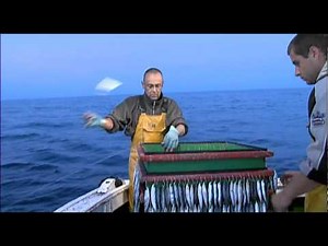 Pêche du merlu à la ligne