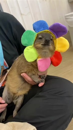 Hyrax is a ✨️ fashionista ✨️ #cute #hyraxcore #hyraxes #hyrax #dassi | hyrax