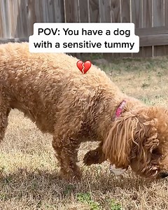 482 reactions · 3 comments | Dealing with your dog's constant...