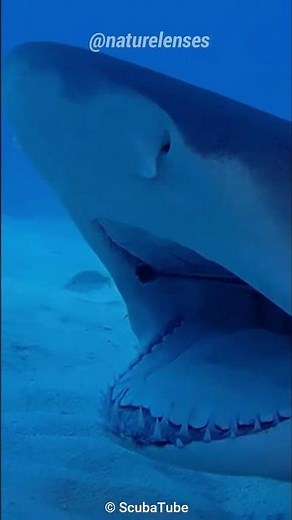 Cleaner Fish | The Doctor Fish