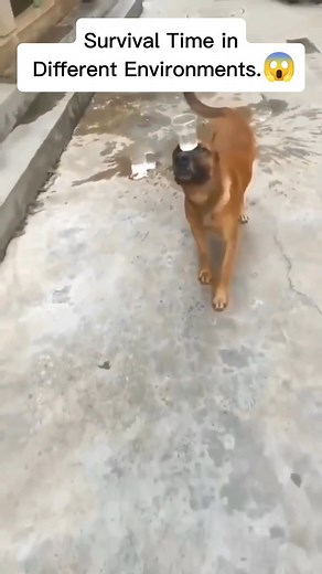 Survival Time in different environments😱 | Jumpers Mysteries