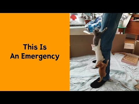 50 Funniest Cat Pics That Will Instantly Brighten Your Day