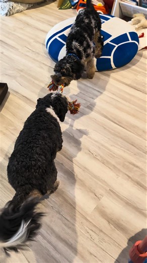 Cavapoo Tug-of-War: Loki and Link's Epic Toy Battle!