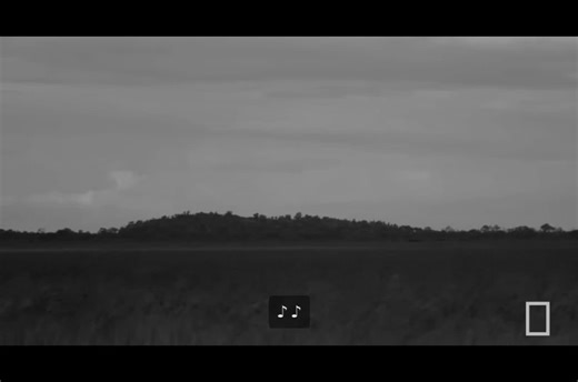 Understanding Hyenas: Misunderstood Marvels of Nature