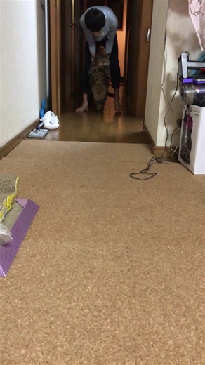 #猫のいる生活 #猫のいる暮らし #猫好きさんと繋がりたい #猫動画 #猫 #ねこ#ネコ