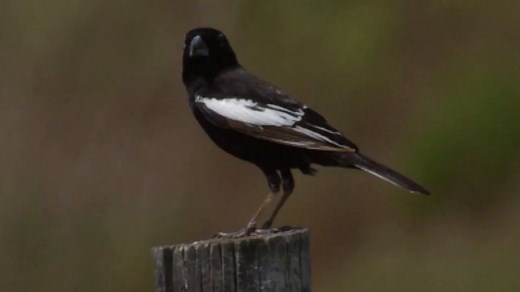 3.7K views · 296 reactions | Colorado made the Lark Bunting its state bird in 1931 because of its unique plumage and social habits. This signature bird suffered devastating losses in recent decades, with its current population now only about 15 percent of its pre-1970 size. Learn more here: https://abcbirds.org/blog/state-birds/ | American Bird Conservancy | Facebook