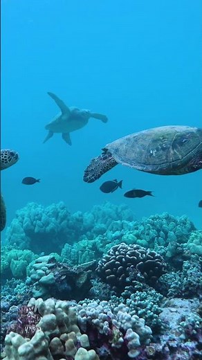 A turtle encounter like this is why Coral Gardens is one of our favorite snorkel spots!