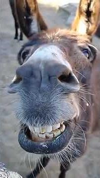 donkey laughing at you😂#donkey#donkeyfunnyvideo #funnydonkey #donkeymeme#donkeylaughing#viralreels