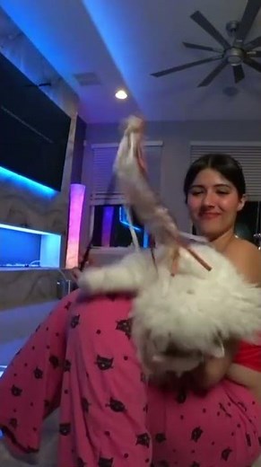 #strawberrytabby on #Twitch | Strawberry Tabby Showing Off Her Kitty Cat. #twitchclips
