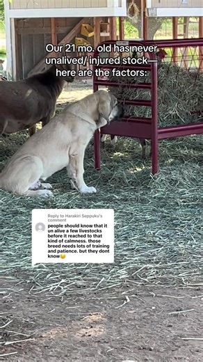 239K views · 6.5K reactions | Key factors in raising a successful livestock guardian dog  #livestockguardiandog #anatolianshepherddog #farm | Raventree Ranch | Facebook
