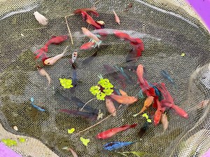 28K views · 2.6K reactions | Criadero de betta y goldfish javierrd1 on Reels | Facebook