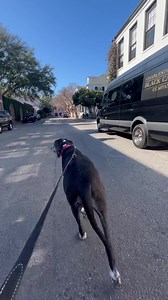 Everyone had a blast yesterday exploring the streets of historic Charleston. SO much to sniff and see! 🥰 | Lady Darla's Legacy - The Squirrel Patrol
