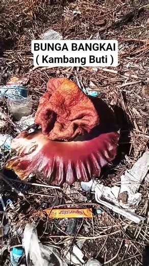 Bunga Bangkai #shorts #shortvideo #raflesia