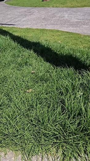 🌿 Before & After – New Build Yard Tidy! 🌿 This new build was getting ready for lease, but the lawn had gotten a bit out of control! 💪 We came in and gave it a full mow and edge, turning the overgrown grass into a neat, clean yard ready for tenants to move in. 🏡✨ A tidy lawn makes all the difference, especially for new properties hitting the market! Need your yard sorted before leasing, selling, or inspections? Send us a message, we’ll get it looking its best in no time! 🌱 #BeforeAndAfter #L