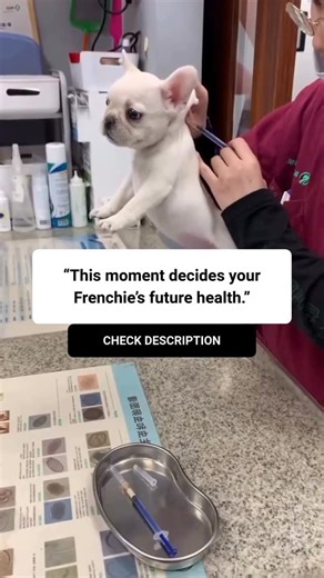 Love My Frenchie on Instagram: "Watching your Frenchie get an injection hurts your heart… but what hurts more is not knowing what comes next. Vaccines, vet visits, medications — they’re part of the journey. But what truly protects your Frenchie long-term is what you do every day at home: ✔ how you support their immune system ✔ how you reduce inflammation ✔ how you prevent allergies and breathing issues before they start That’s why we created The Healthy Frenchie Protocol 🐾 So you’re not just re