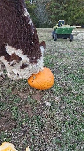 1.5K views · 81 reactions | Curly in slow motion crushing a pumpkin!...