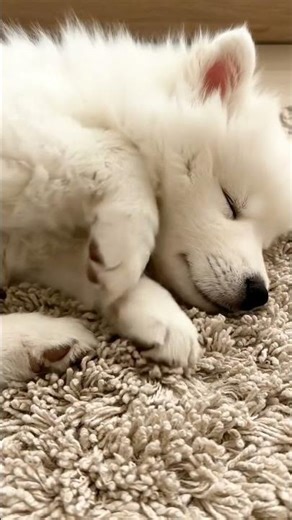 baby dog sleeping #comedyvideos #shorts #dog