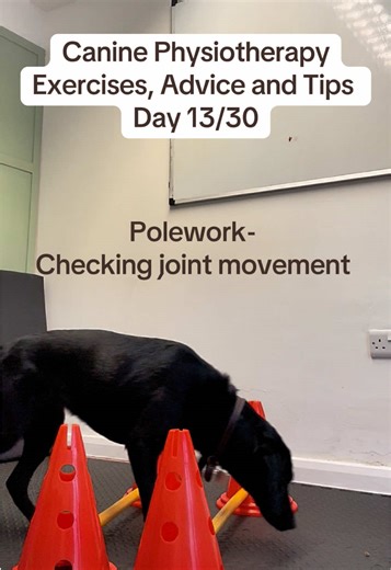 Poles aren’t just for fitness… they’re an assessment tool too. Slow your dog down and really watch what’s happening. Are they stepping evenly? Lifting each paw the same height? Moving symmetrically left to right? Subtle changes through poles can highlight early weakness, compensation or joint restriction before it becomes obvious lameness. Controlled pole work allows us to assess joint range, coordination and limb loading in real time. It’s simple — but very telling. Always ensure poles are appr