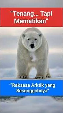 The True Size of a Polar Bear: Arctic Giant Standing Face to Face