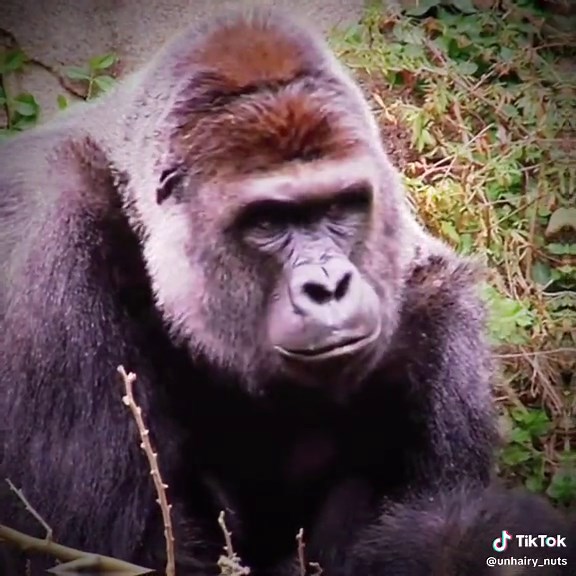 The Tragic Legacy of Harambe | A Tribute to an Endangered Animal