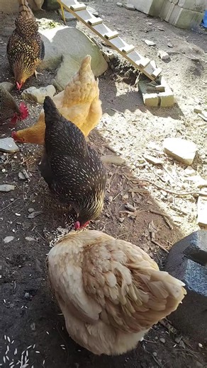 Rudy was jealous it was snack time for chickens and not deer, don't work I gave him snacks when I got back to the house #chickenoftiktok #chicken #chickenmath #snack #deer