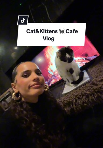 Experience the Joy of Cats at Java Whiskers Cafe